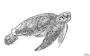 tartaruga Páxinas Para Colorear Imprimibles